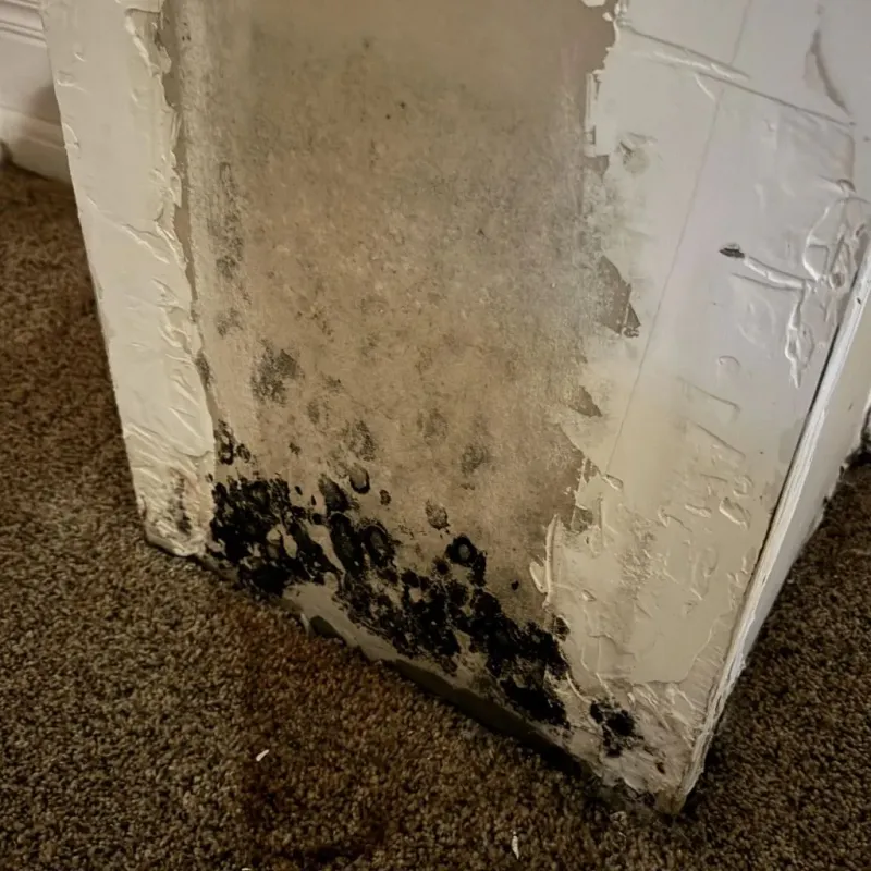 Professional Mold Removal in Sevier County, TN